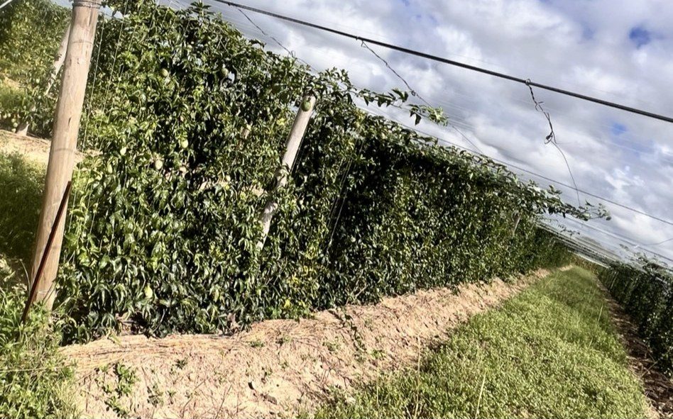 Trellised rows at Tafften Farms